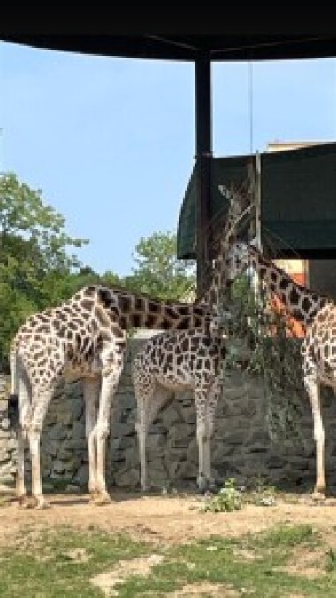1.7.2023 / Žirafy v ústecké ZOO jsou návštěvníkům blíže