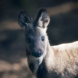 Vzácný kabar pižmový je zpátky