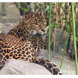 Zoo má nového krasavce