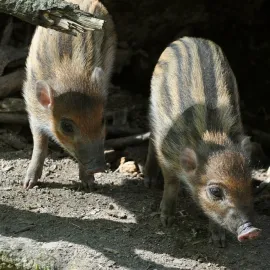 V Zoo teď můžete vidět malé pankáče