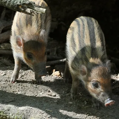 V Zoo teď můžete vidět malé pankáče