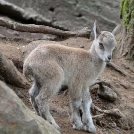 Baby boom v zoo! Výběhy praskají ve švech