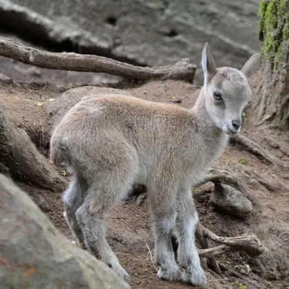 Baby boom v zoo! Výběhy praskají ve švech