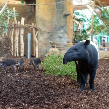 Ústecká zoo zahájila sezonu řadou novinek