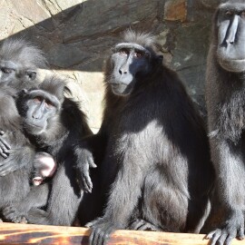 Zoo Děčín je otevřená