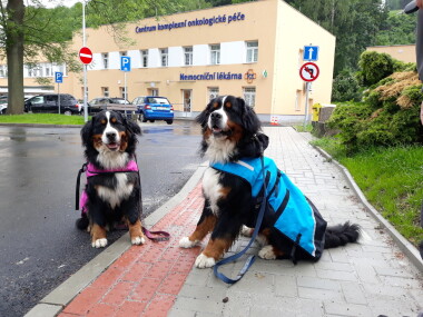 V nemocnicích Krajské zdravotní pomáhají psi léčit