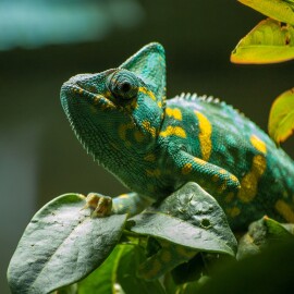 Hasiči v Ústí zachraňovali chameleona