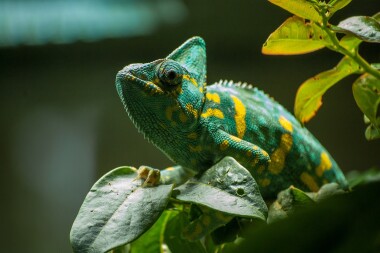Hasiči v Ústí zachraňovali chameleona