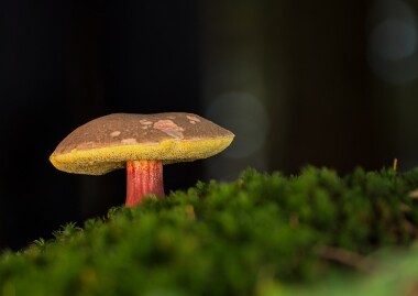 Ztracených houbařů přibývá jako hub po dešti