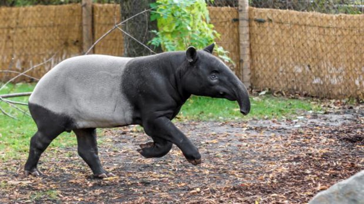 Pomozte tapírům v ústecké ZOO