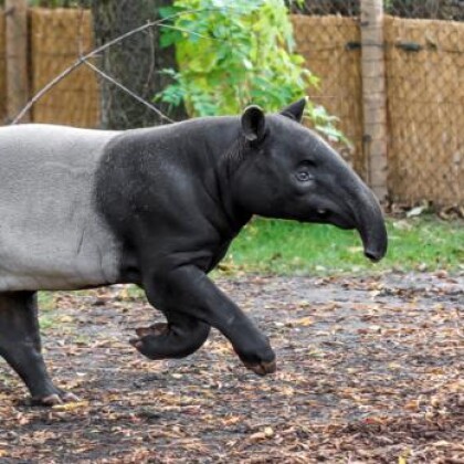 Pomozte tapírům v ústecké ZOO