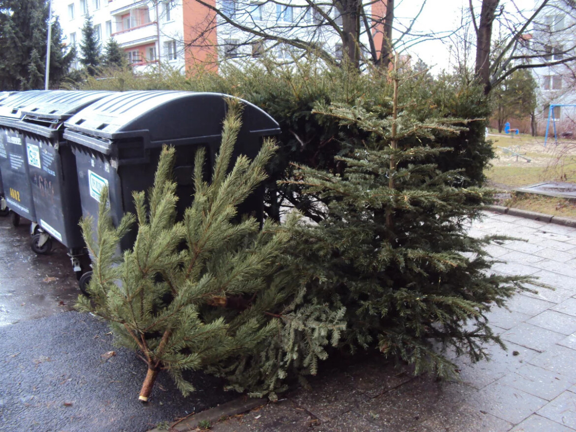 Město žádá Tepličáky, až řádně očistí vyhozené vánoční stromečky