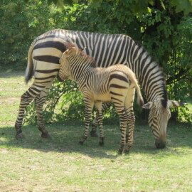 Ústecká ZOO prožívá babyboom