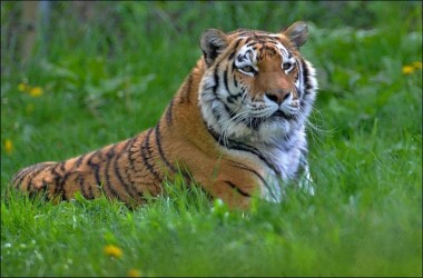 Chomutovský zoopark chce získat tygry
