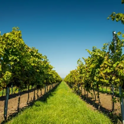 Hitrádio North Music vás zve na Hudbu na vinicích