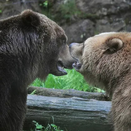 Děčínská ZOO má novou medvědici