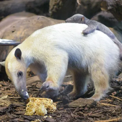 Ústecká ZOO má dalšího mazlíka