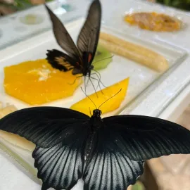 Motýlí porodnice v zoo