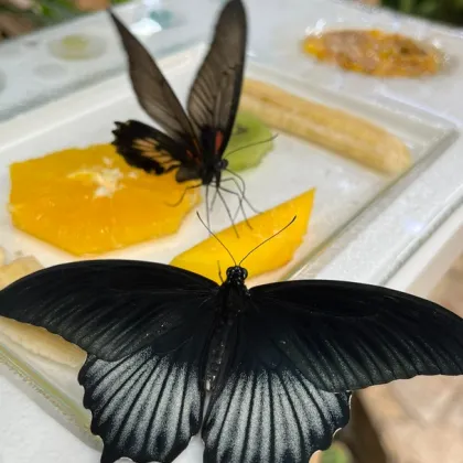 Motýlí porodnice v zoo