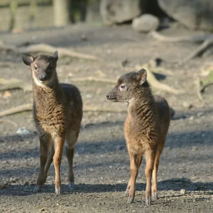 Sambar nadělil rovnou dvojčata